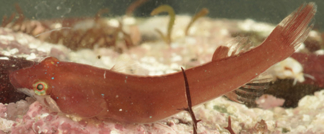 Apletodon dentatus_002